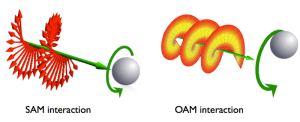 800px-Sam-oam-interaction